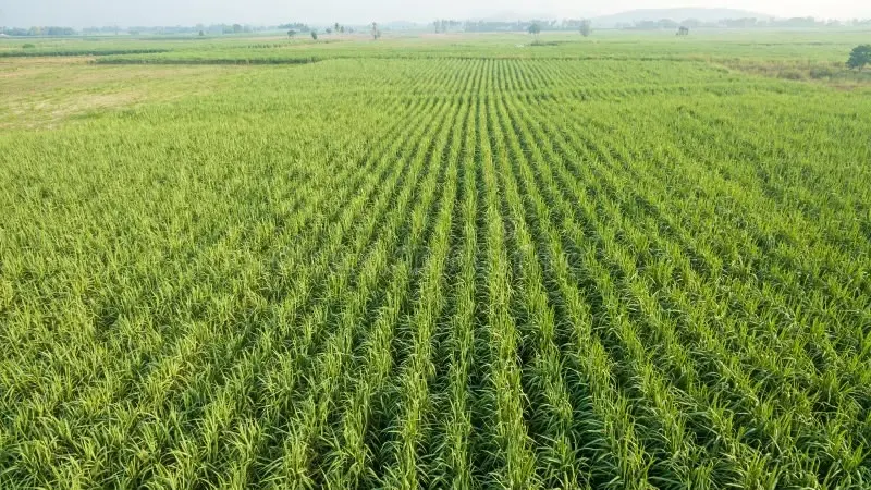 Campo de caña de azúcar en vista aérea