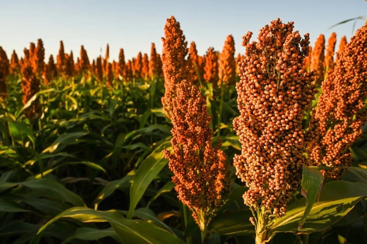 Sorgo en panoja madura al atardecer, Santa Cruz